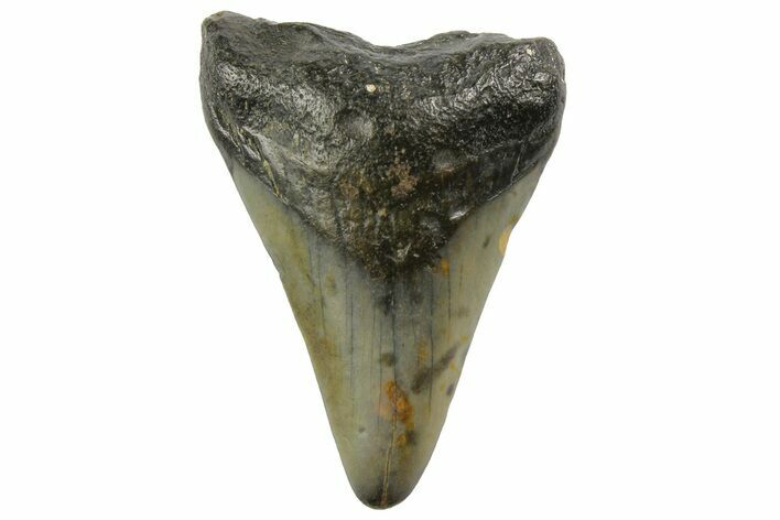 Juvenile Megalodon Tooth - North Carolina #152870